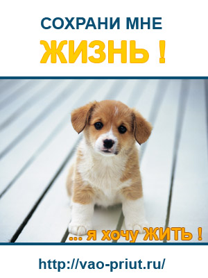 Приют для бездомных животных