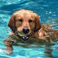 собака плавает 