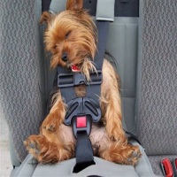 Путешествие с собакой в авто