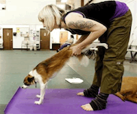 Йога с собакой