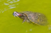 Черепаха в пруду