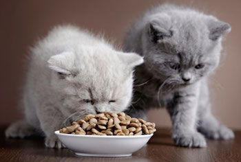 Сухой корм для кошек