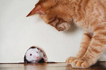 Как быстро поймать мышь в доме и квартире, или сам себе кот