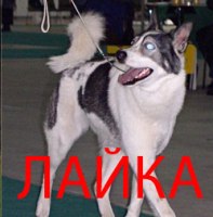 лайка