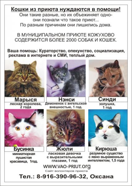 Макет кошек