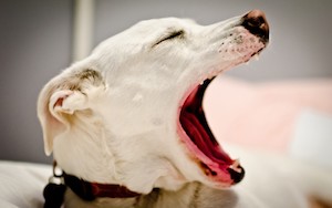Лечение гингивита у собак