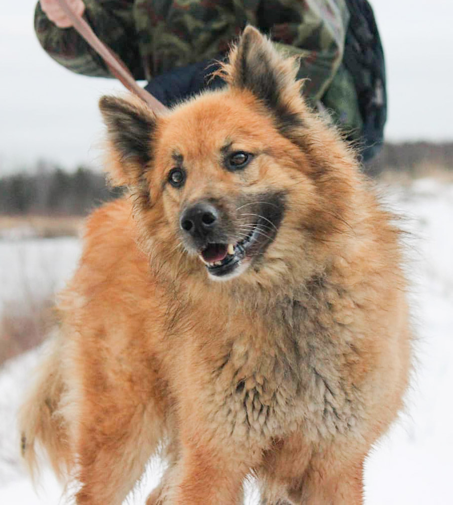 Веснушка Б 4 Веснушка Б 4