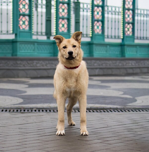 Хлоя на передержке (ранее Щенятник)