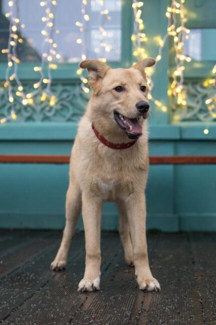 Хлоя на передержке (ранее Щенятник)