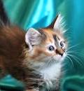 Котята Котята