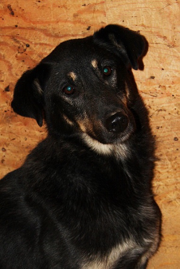 Ася на передержке