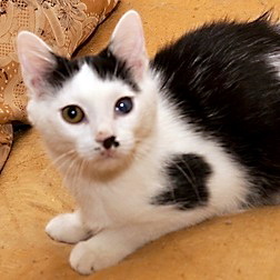 Марсик-котенок с глазами олененка