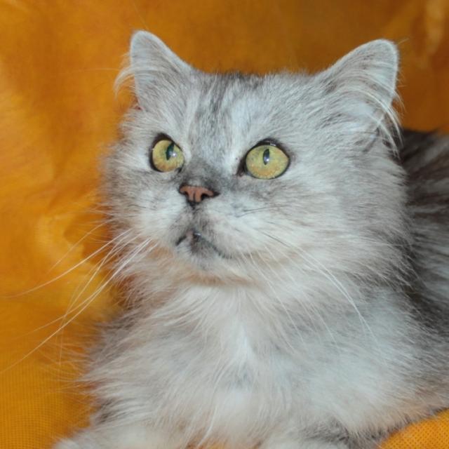 персидский кот Рекс