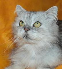 персидский кот Рекс