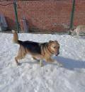 Амур Б269