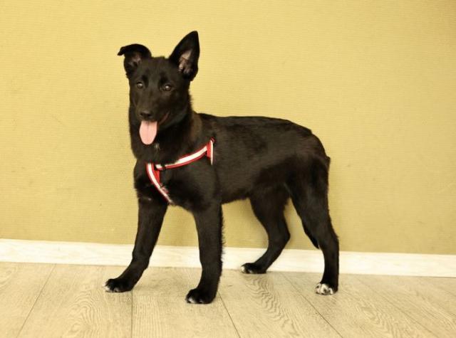 Ника Щенятник