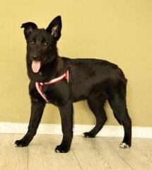 Ника Щенятник