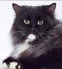 Сильвестр - черный кот с белой бородой