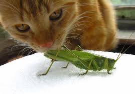 Кошка и насекомые