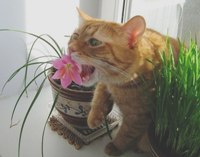 кошка ест растения
