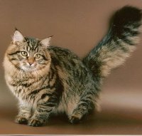 сибирская кошка