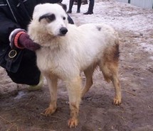 Снежка