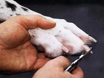 Как подстричь собаке когти