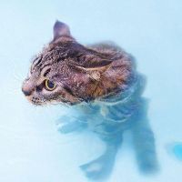 кошка купается 